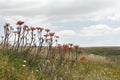 Invasive exotic plants Royalty Free Stock Photo