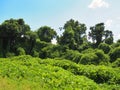 Invasive Kudzu Vines In Mississippi