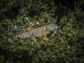 Invasive Iguana in a Coco Plum Tree in Florida