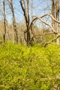 Japanese Barberry - Berberis thunbergii