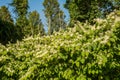 Invasive Japanese Knotweed - Reynoutria japonica Royalty Free Stock Photo