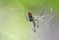 Invasive Joro Spider at Unicoi State Park