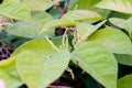 Invasive knotweed begins to bloom in the summer Royalty Free Stock Photo