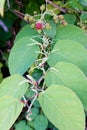 Invasive knotweed begins to bloom in the summer; Royalty Free Stock Photo