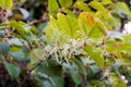 Invasive knotweed begins to bloom in the summer;