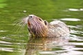 Invasive rodent called `Myocastor Coypus`, commonly known as `Nutria`, swimming in river with head raised