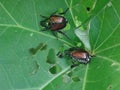 Invasive pest Japanese beetles eating a leaf in a vegetable garden