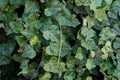 Invasive plant English Ivy