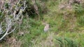 Feral Rabbits Destroying New Zealand Countryside Royalty Free Stock Photo