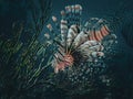 Invasive red lionfish (Pterois volitans) in the Exuma Cays, Bahamas, Atlantic Ocean Royalty Free Stock Photo