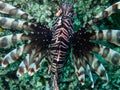 Invasive red lionfish (Pterois volitans) in the Exuma Cays, Bahamas, Atlantic Ocean Royalty Free Stock Photo