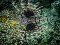 Invasive red lionfish (Pterois volitans) in the Exuma Cays, Bahamas, Atlantic Ocean Royalty Free Stock Photo