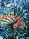 Invasive red lionfish (Pterois volitans) in the Exuma Cays, Bahamas, Atlantic Ocean Royalty Free Stock Photo