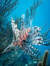 Invasive red lionfish (Pterois volitans) in the Exuma Cays, Bahamas, Atlantic Ocean Royalty Free Stock Photo