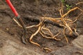 Invasive Roots Royalty Free Stock Photo
