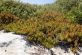 Invasive specie succulent plant Carpobrotus edulis growing on the beach in Portugal