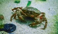 Invasive species, Big Green crab -Carcinus maenas, crab on the sand in the Black Sea Royalty Free Stock Photo