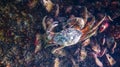 Invasive species, Big Green crab (Carcinus maenas) crab on a stone with mussels Royalty Free Stock Photo