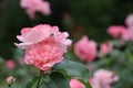 Japanese beetle on pink rose at the Halifax Public Gardens during the summer. Royalty Free Stock Photo