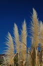 Pampas grass stalks in the breeze Royalty Free Stock Photo