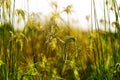 Invasive species of soybean culture called Capim Branco (Chloris polydactyla