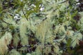 Old Man`s Beard Usnea Lichen On New Zealand Trees