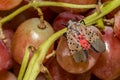 Spotted Lanternfly - Lycorma delicatula