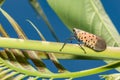 Spotted Lanternfly - Lycorma delicatula