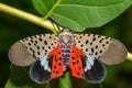 Spotted Lanternfly - Lycorma delicatula Royalty Free Stock Photo