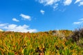 Invasive succulent plant Carpobrotus edulis also known as sea fig or sour fig growing in front of a blue summer sky