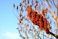 Rhus typhina shrub or tree up to 8m root reproduction is invasive young branches brown hairy fruit is dense drupe red color