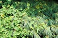Invasive vines in summer