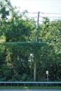 Invasive vines on telephone pole