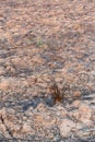 Invasive weed plants Growing in ground with seeds fire hazard fuel. Royalty Free Stock Photo