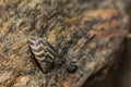 Invasive Zebra Mussel - Dreissena polymorpha