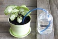 Invention of watering plants creative concept