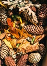 Inventory for fall crafts and fall foliage. Many different cones, acorns from oak and leaves, top view Royalty Free Stock Photo