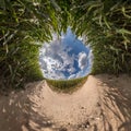 Inversion of blue tiny planet transformation of spherical panorama 360 degrees. Spherical abstract aerial view on corn field with