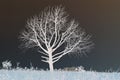 Invert of bare tree on grassland Royalty Free Stock Photo
