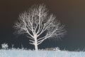 Invert of bare tree on grassland