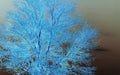 INVERT IMAGE OF A BARE TREE Royalty Free Stock Photo