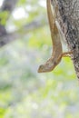 Invert Lizard on Tree
