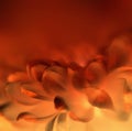 Invert soft focus flower background with copy space. Royalty Free Stock Photo