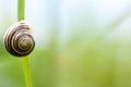 Invertebrate portrait banded snail