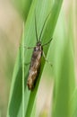 Invertebrate portrait - caddis fly