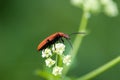 Invertebrate portrait cardinal beetle Royalty Free Stock Photo