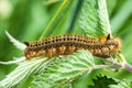 Invertebrate portrait drinker moth caterpillar Royalty Free Stock Photo