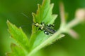 Invertebrate portrait flower beetle male