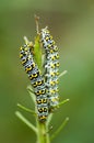 Invertebrate portrait mullein moth caterpillars Royalty Free Stock Photo