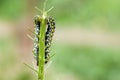 Invertebrate portrait mullein moth caterpillars Royalty Free Stock Photo